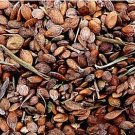 3000Pcs A Set Lespedeza bicolor Seed ProQgf