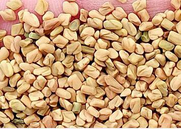 1000Pcs A Set Trigonella foenum-graecum Seed ProQgf