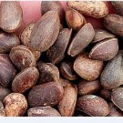 50Pcs A Set Pinus armandii Seed ProQgf