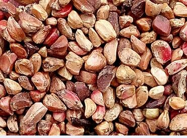 1000Pcs A Set Rosa xanthina  Seed ProQgf