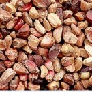 1000Pcs A Set Rosa xanthina  Seed ProQgf
