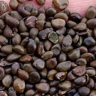 300Pcs A Set Sophora xanthantha Seed ProQgf