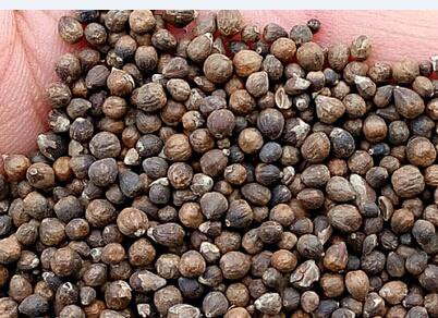 2000Pcs A Set Vitex negundo Seed ProQgf