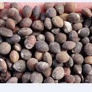 300Pcs A Set Pistacia chinensis Seed ProQgf