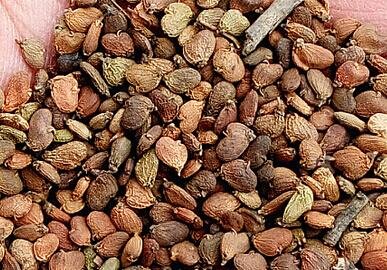 300Pcs A Set Cotinus coggygria Seed ProQgf