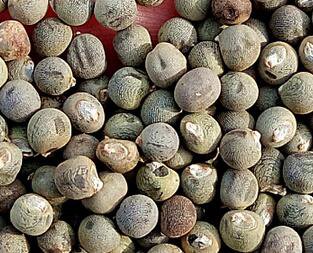 1000Pcs A Set Abelmoschus esculentus Seed ProQgf