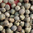 1000Pcs A Set Abelmoschus esculentus Seed ProQgf
