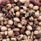 300Pcs A Set Heteropanax fragrans Seed ProQgf