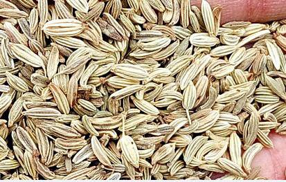 3000Pcs A Set Foeniculum vulgare Seed ProQgf