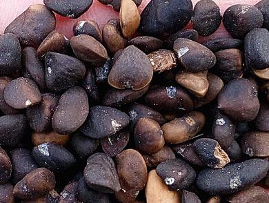 100Pcs A Set Michelia macclurei Dandy Seed ProQgf
