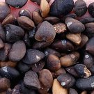 100Pcs A Set Michelia macclurei Dandy Seed ProQgf