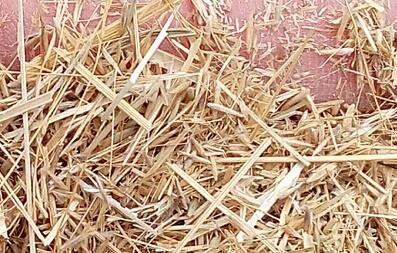 3000Pcs A Set Achnatherum splendens Seed ProQgf