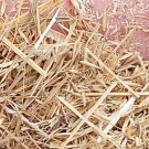 3000Pcs A Set Achnatherum splendens Seed ProQgf