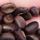 50Pcs A Set Erythrina crista-galli Seed ProQgf