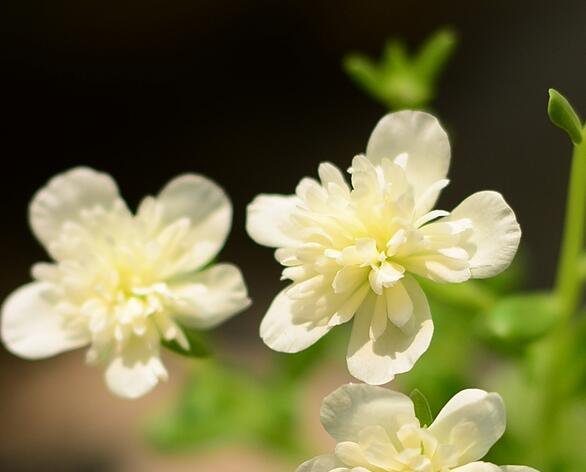 2000Pcs A Set double beige Portulaca grandiflora  Seed ProQgf