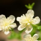 2000Pcs A Set double beige Portulaca grandiflora  Seed ProQgf
