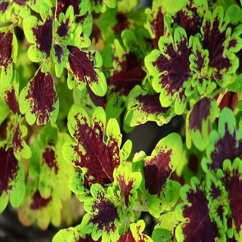 500Pcs A Set Plectranthus scutellarioides Seed ProQgf