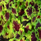 500Pcs A Set Plectranthus scutellarioides Seed ProQgf