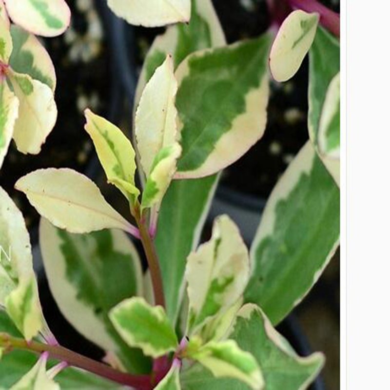 100Pcs A Set Talinum paniculatum Seed ProQgf