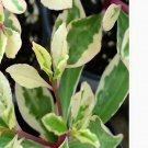 100Pcs A Set Talinum paniculatum Seed ProQgf