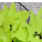 100Pcs A Set ipomoes batatas Golden Summer Seed ProQgf