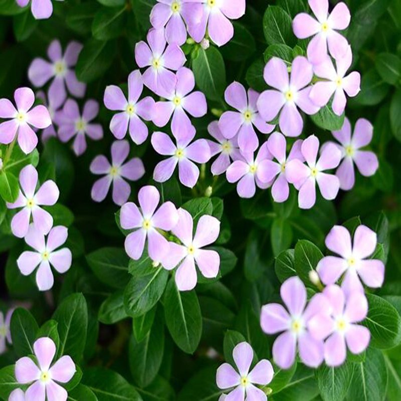100Pcs A Set Catharanthus roseus  Seed ProQgf
