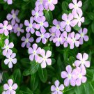 100Pcs A Set Catharanthus roseus  Seed ProQgf