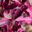 100Pcs A Set Alternanthera bettzickiana  Seed ProQgf