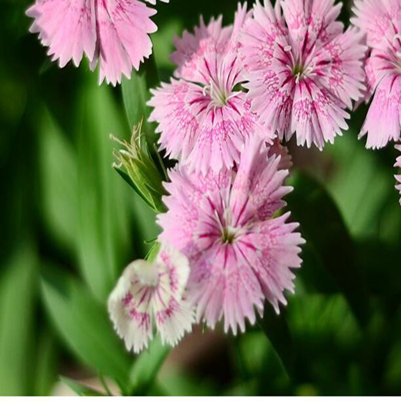 100Pcs A Set double pink Dianthus chinensis  Seed ProQgf