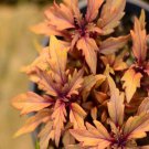 100Pcs A Set sangdi Plectranthus scutellarioides Seed ProQgf