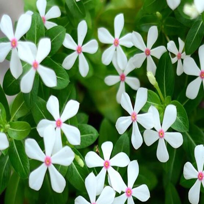 100Pcs A Set white Catharanthus roseus Seed ProQgf
