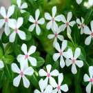 100Pcs A Set white Catharanthus roseus Seed ProQgf