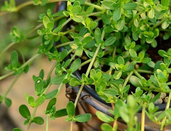 100Pcs A Set  Bacopa monnieri  Seed ProQgf
