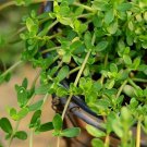 100Pcs A Set  Bacopa monnieri  Seed ProQgf