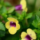 100Pcs A Set  Torenia fournieri   Seed ProQgf