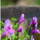 100Pcs A Set  purple Torenia fournieri  Seed ProQgf