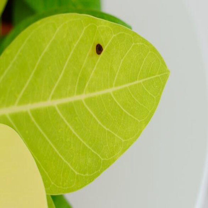 100Pcs A Set  Ficus Bengal Tiger Seed ProQgf