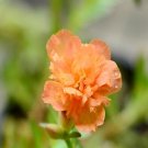 100Pcs A Set  double orange Portulaca grandiflora Seed ProQgf