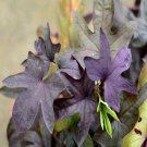100Pcs A Set ipomoes batatas purple Seed ProQgf