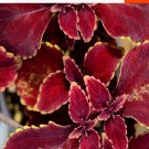 100Pcs A Set red colorful grass Seed ProQgf