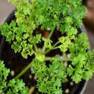 100Pcs A Set Petroselinum crispum Seed ProQgf