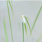 100Pcs A Set Rhynchospora colorata Seed ProQgf