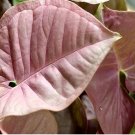 100Pcs A Set Syngonium podophyllum  Seed ProQgf