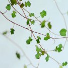 100Pcs A Set Dischidia nummularia  Seed ProQgf