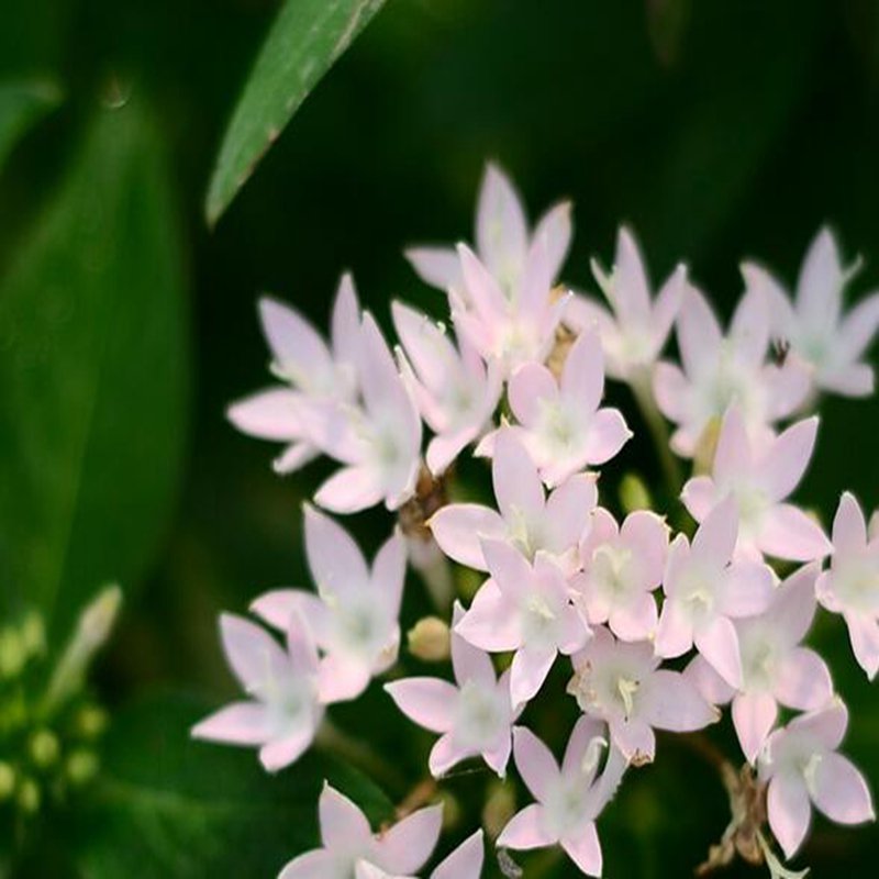 100Pcs A Set Pentas lanceolata Seed ProQgf