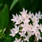 100Pcs A Set Pentas lanceolata Seed ProQgf