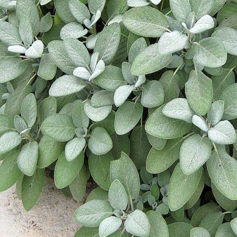 100Pcs A Set Berggarten Seed ProQgf