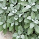 100Pcs A Set Berggarten Seed ProQgf