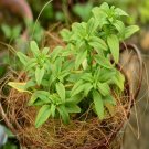 100Pcs A Set zebra Antirrhinum Seed ProQgf