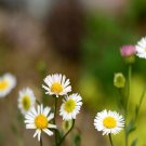 100Pcs A Set  Erigeron karvinskianus Seed ProQgf
